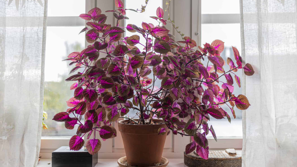 indoor coleus plant at home
