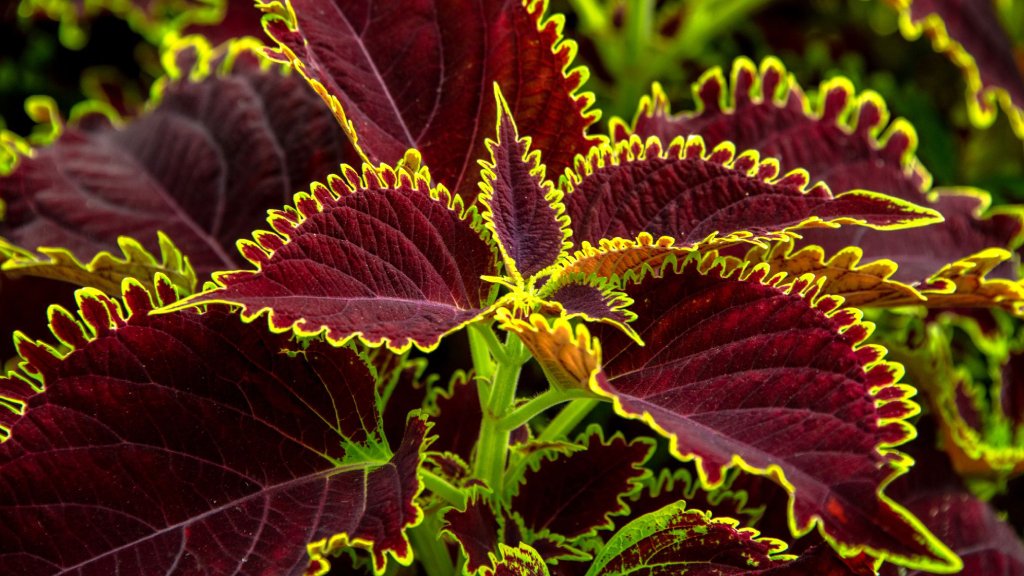 indoor ornamental plants-coleus leaf