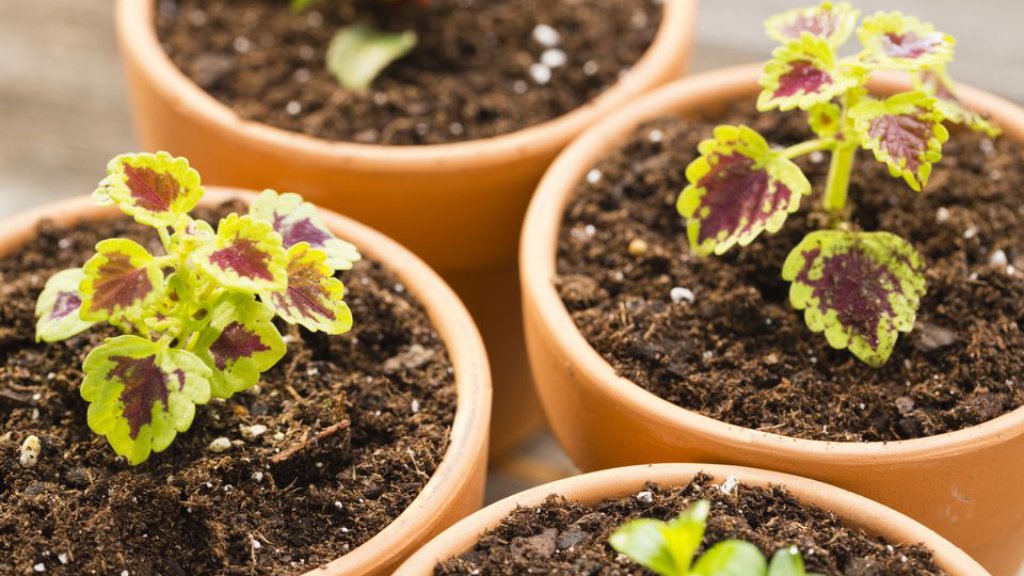 coleus scutellarioides soil