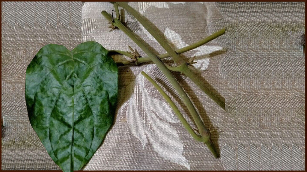 betel leaf cuttings