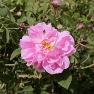 Damask Rose-Paneer Rose Plant