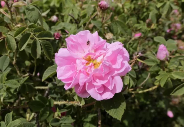 Damask Rose-Paneer Rose Plant
