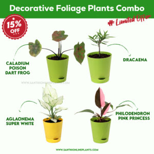 Decorative Foliage Plants Combo