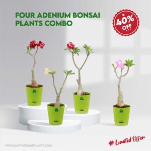 Four Adenium Bonsai Plants Combo