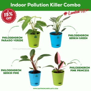 Indoor Pollution Killer Combo