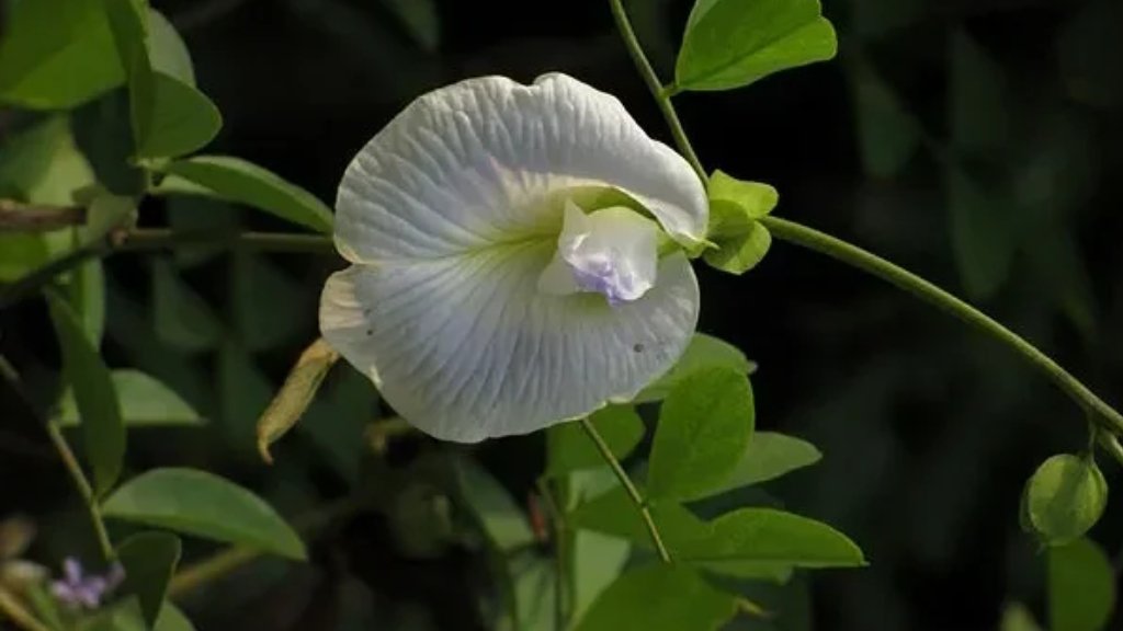 Sangu poo plants