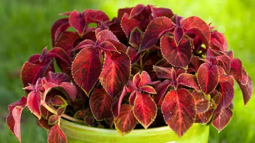 indoor ornamental plants sunlight-coleus leaf