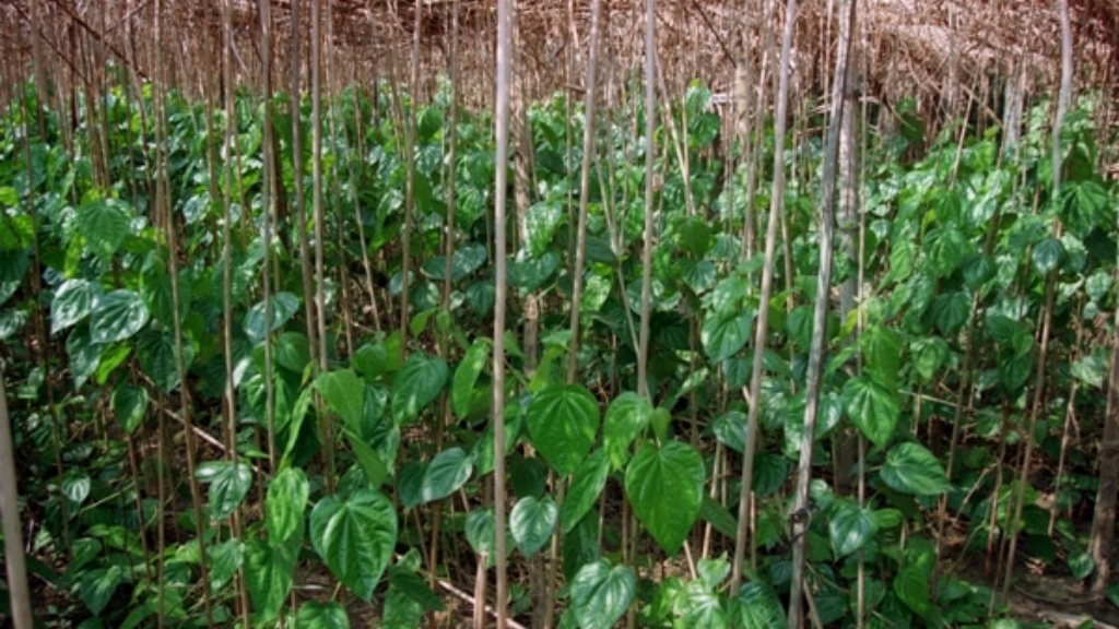 betel leaf plant growth
