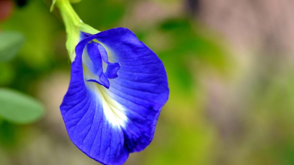 Clitoria ternatea