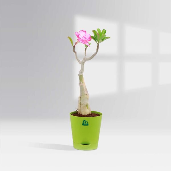 Pink Adenium Set