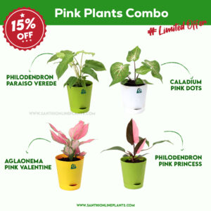 Pink Plants Combo