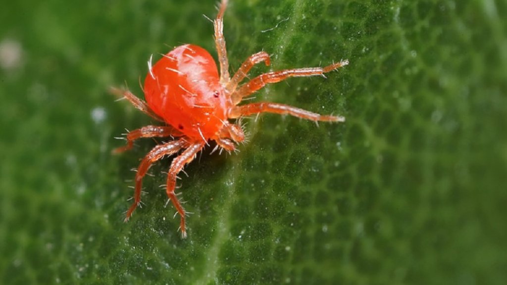 red spider mite