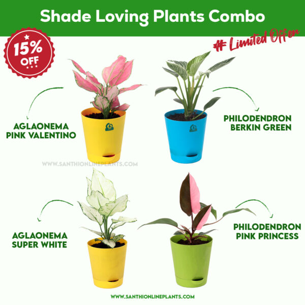 Shade Loving Plants Combo