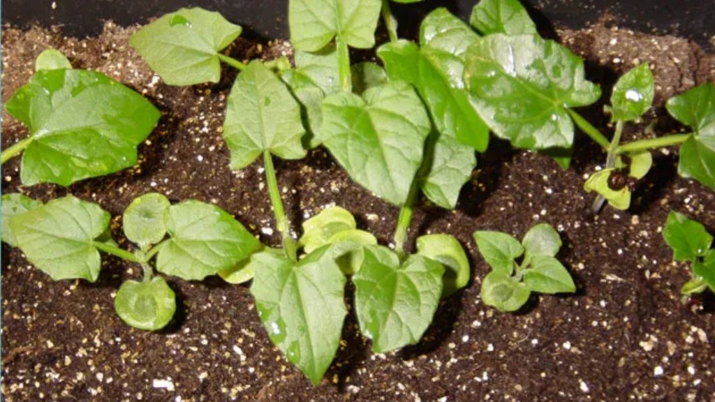 thunbergia grandiflora propagation