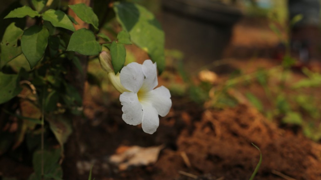 sky flower