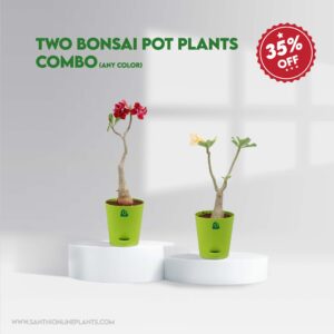 two bonsai pot plants