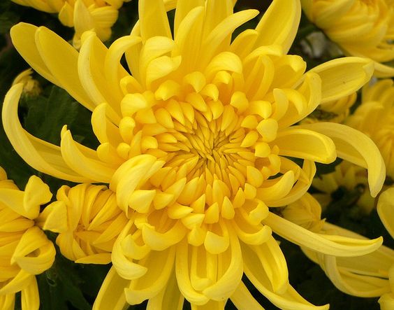 Chrysanthemum-Sevanthi Sandal yellow