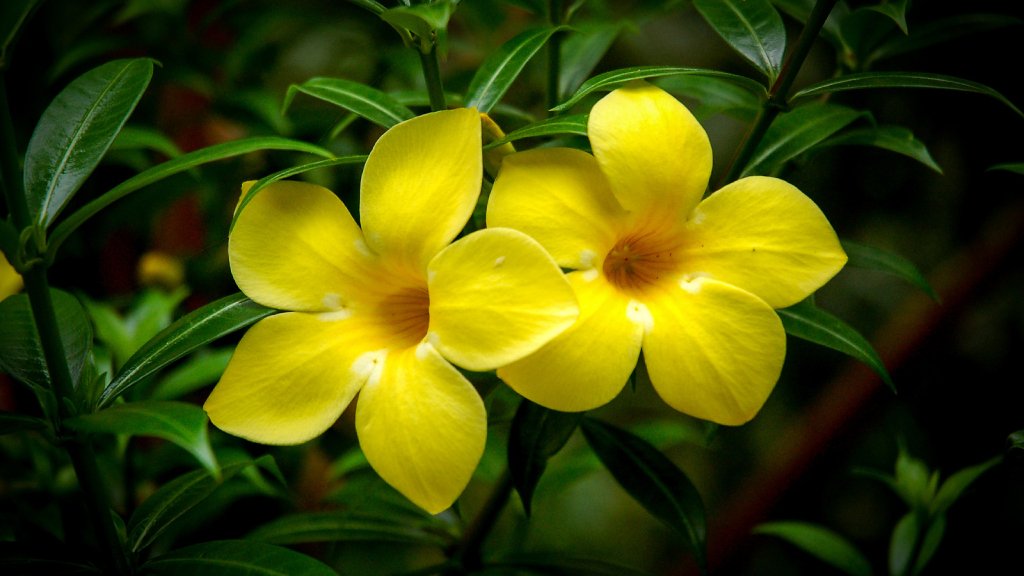 allamanda cathartica plant