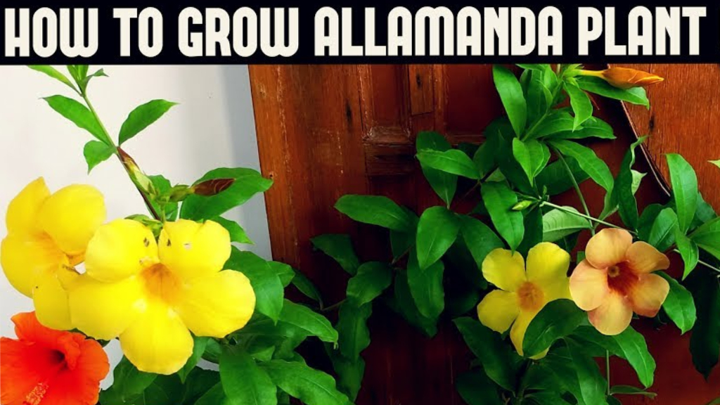 allamanda creeper growth