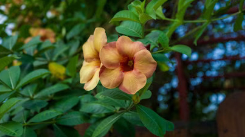 alamanda flower