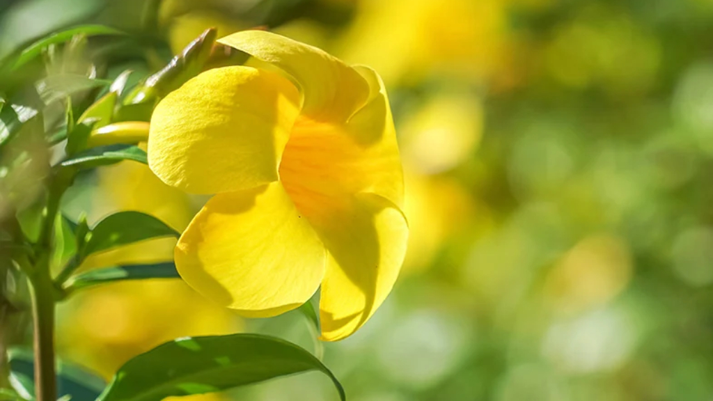 allamanda cathartica