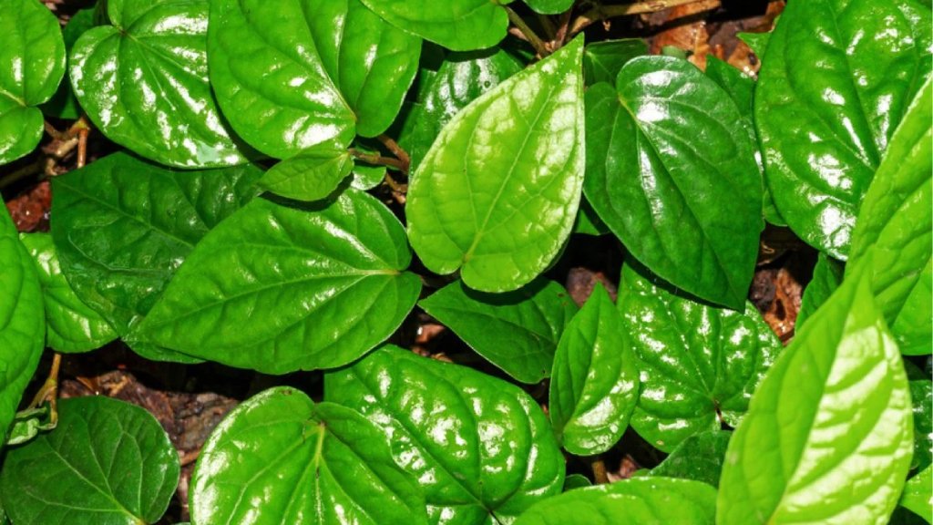 Betel Leaf Santhi Online Plants Nursery