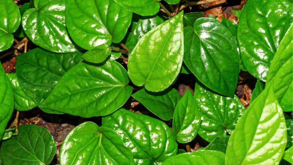 betel leaf