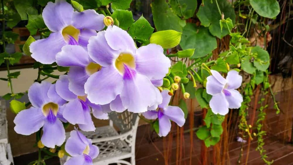 benefits of thunbergia