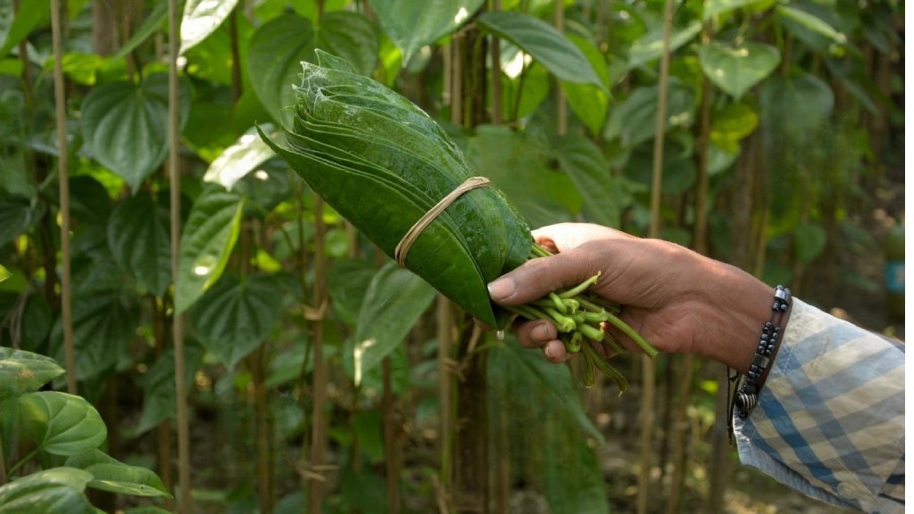 benefits of betel leaves