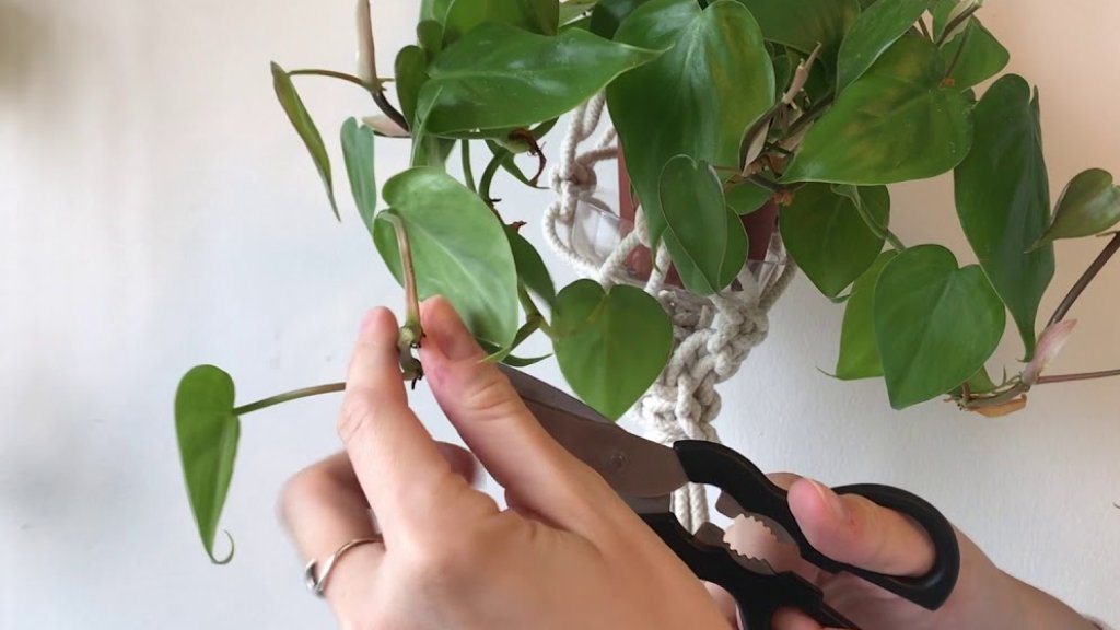 pruning herbal plants