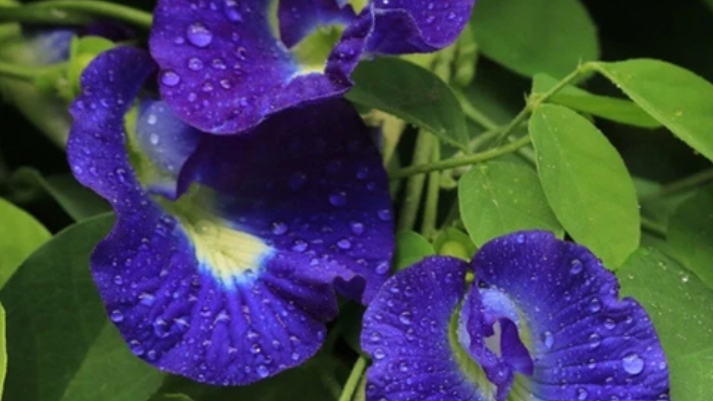 watering for blue butterfly pea