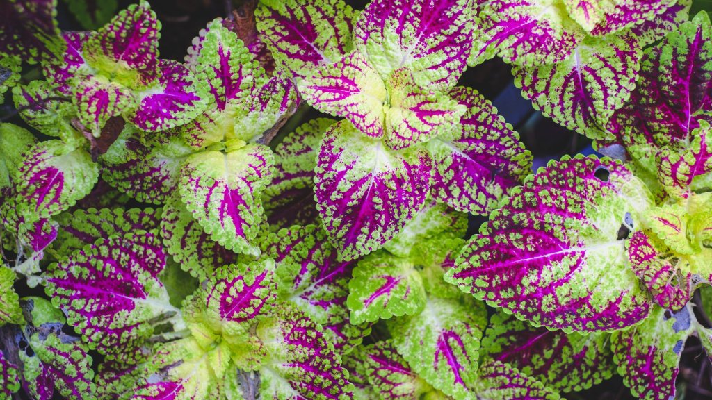 coleus scutellarioides