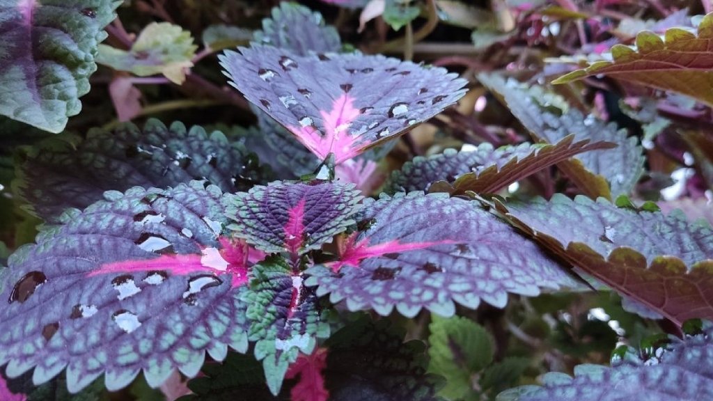 indoor coleus plant watering-coleus leaf