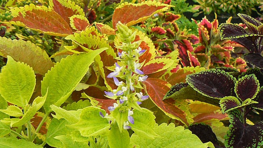 coleus scutellarioides flower