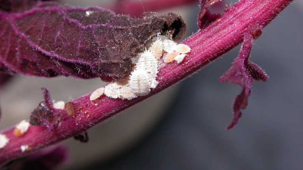 coleus pest