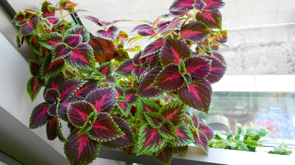 indoor coleus plant