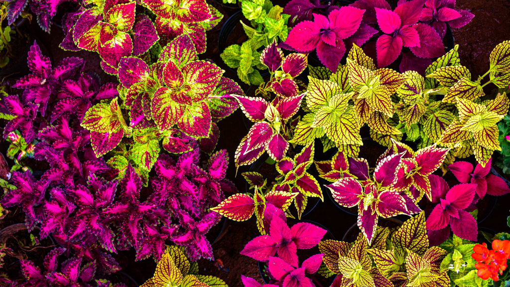 coleus varieties-coleus leaf