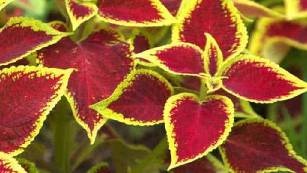 coleus green with pink -coleus leaf