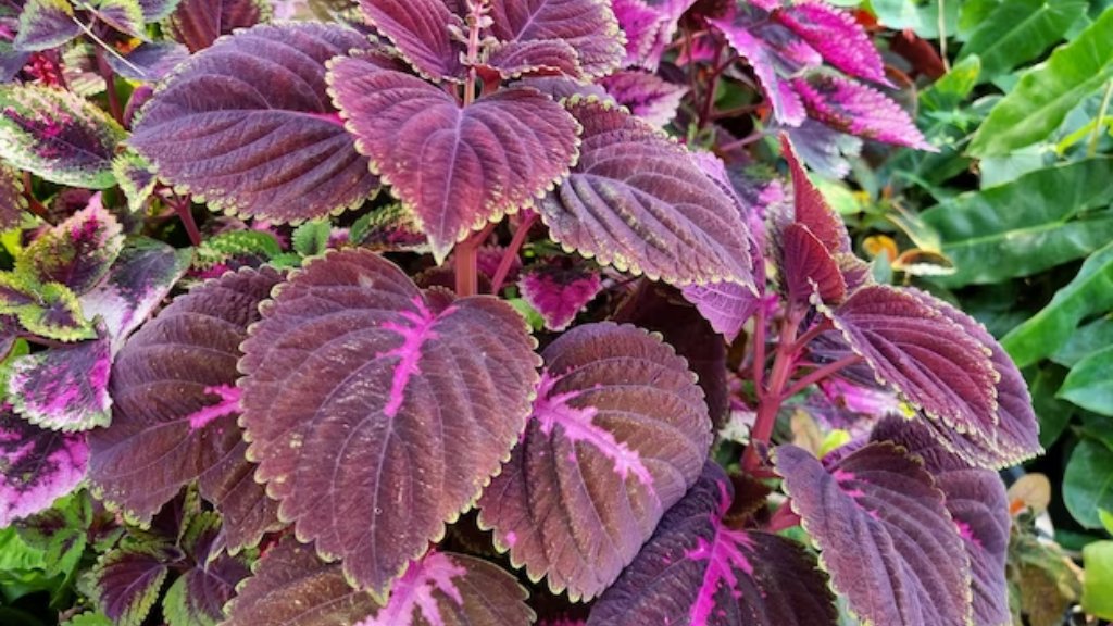 coleus painted nettle -coleus leaf