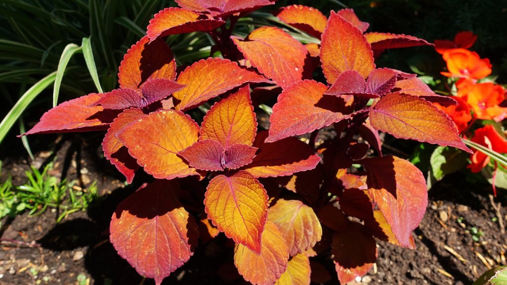 coleus varieties