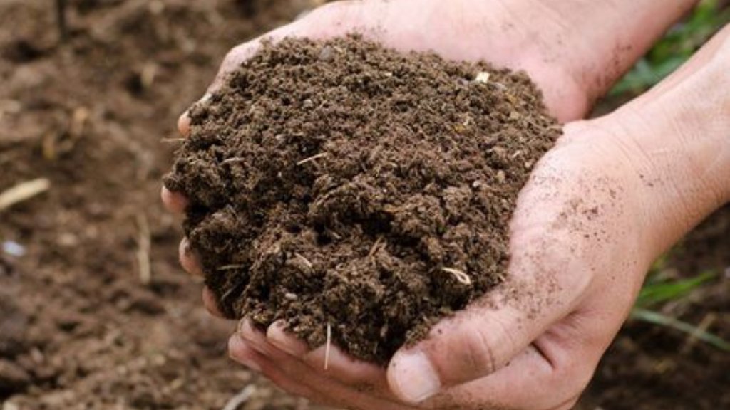 cow manure for clitoria ternatea