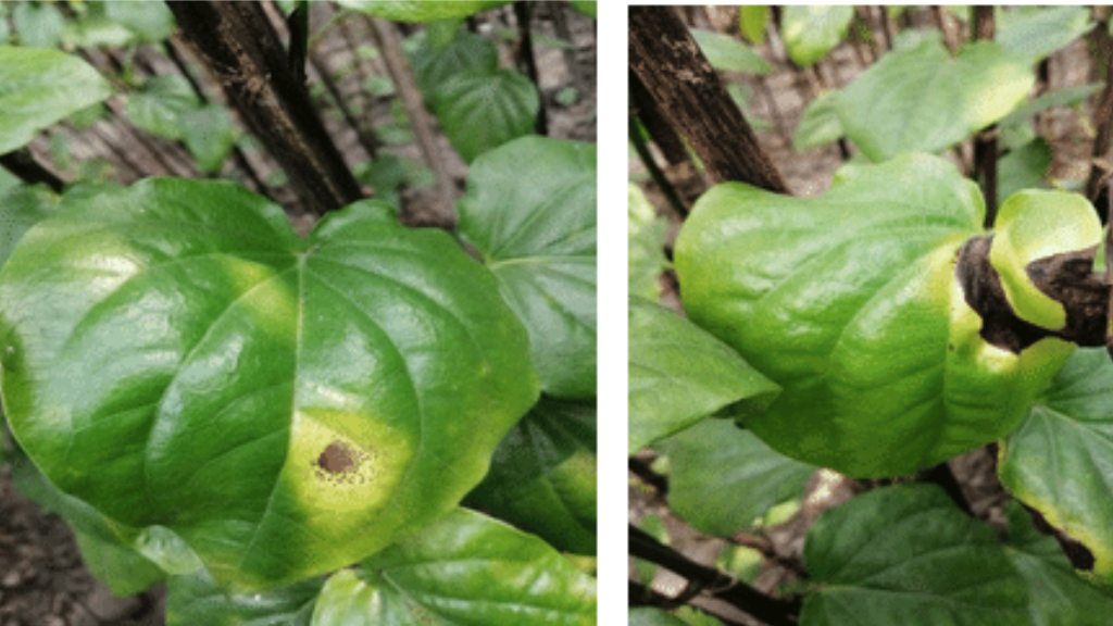 diseases of betel leaves