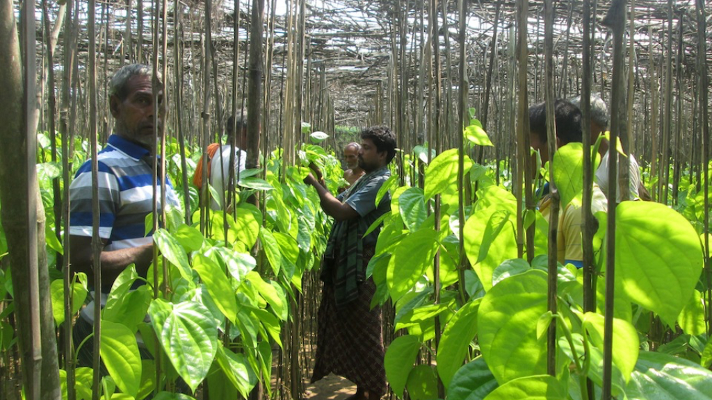 harvesting betel leaves