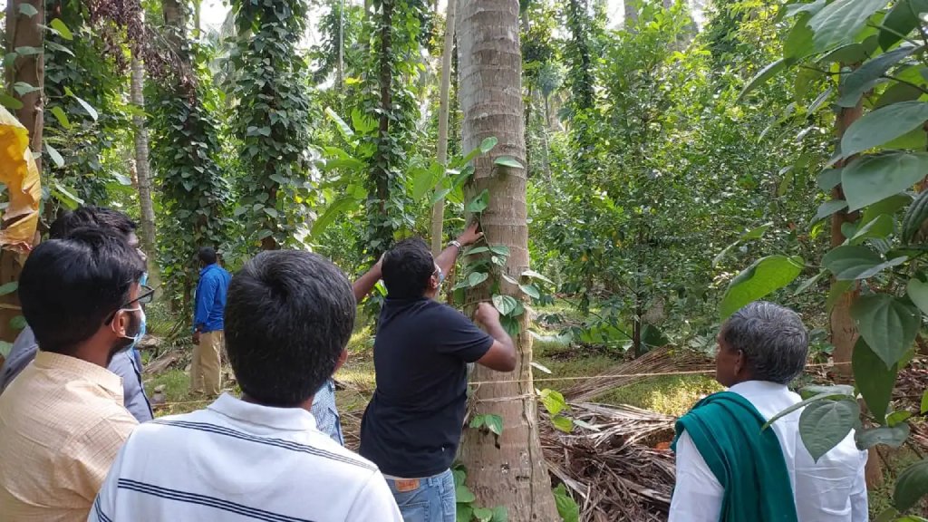 betel leaf intercropping