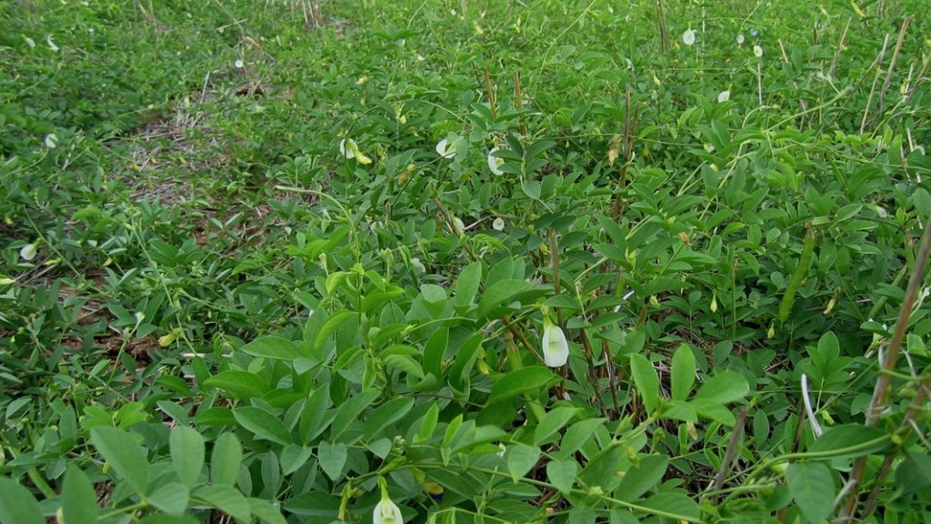 intercropping sangu poo with benefits