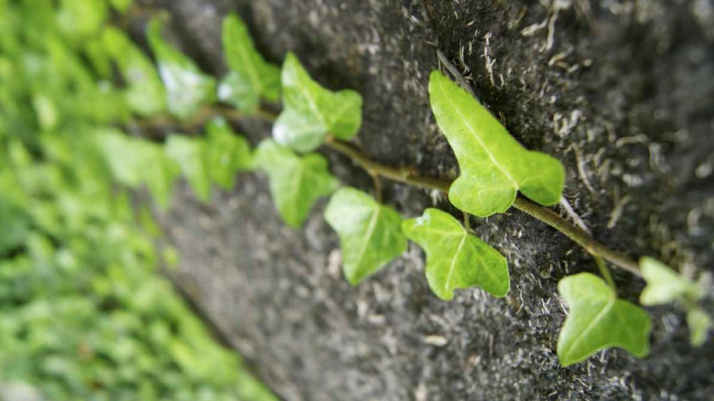 creeper plants