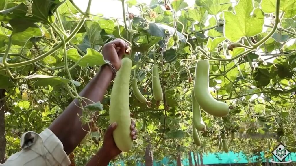 Lagenaria siceraria harvest