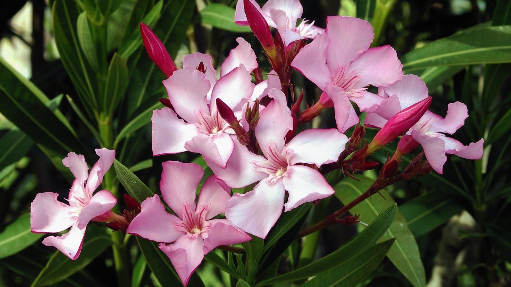 nerium oleander