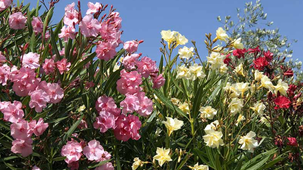 Arali flower varieties