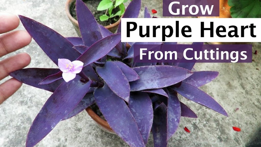 purple heart plant